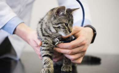 Veterinary Services Cat